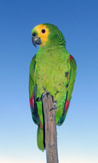Papagei aus Bahia